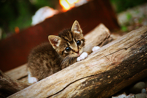 2024年中国残疾人广场龙舞推广活动在九江举行，中国残疾人舞蹈