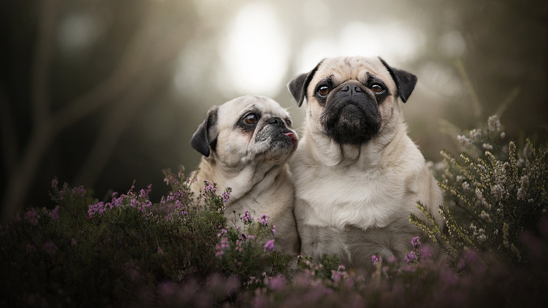 世俱杯足球-_鹈鹕队展现团队精神，追逐季后赛希望_，鹈鹕队中文网