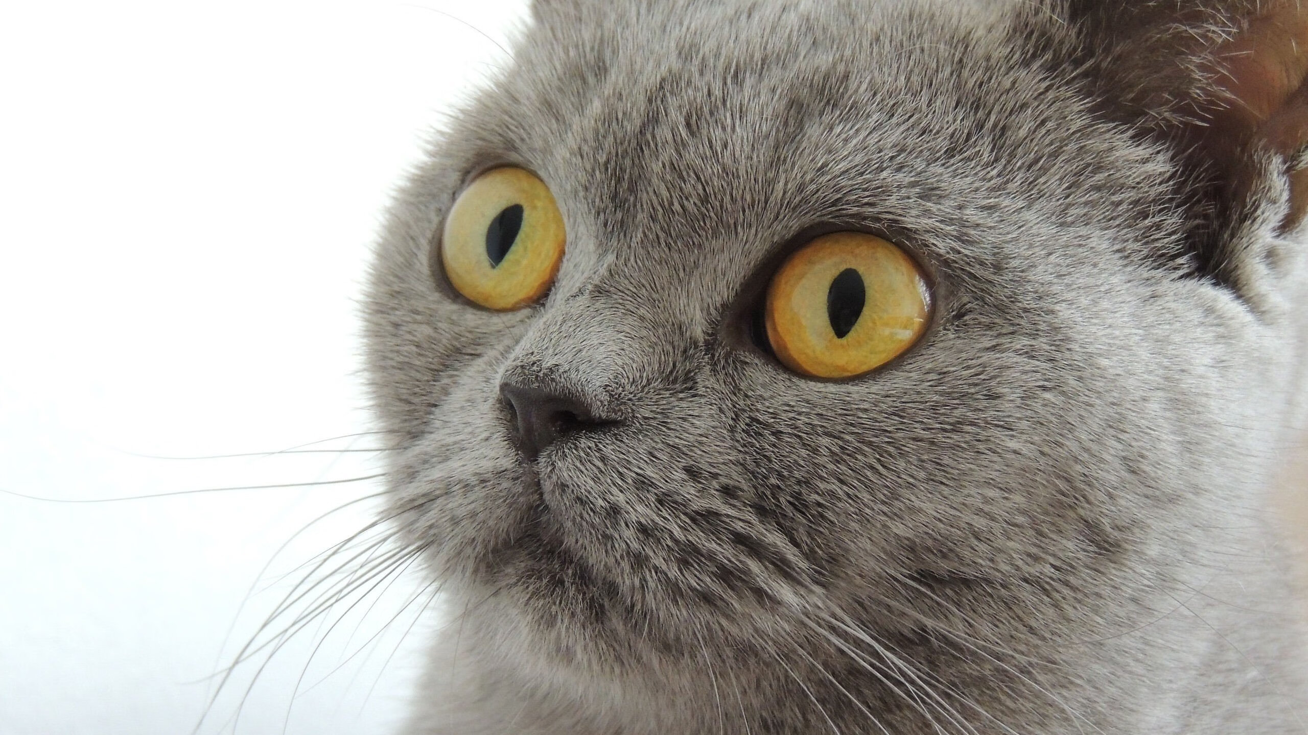 “德甲最后关头:冠军悬念逐渐明朗”,德甲冠军球队