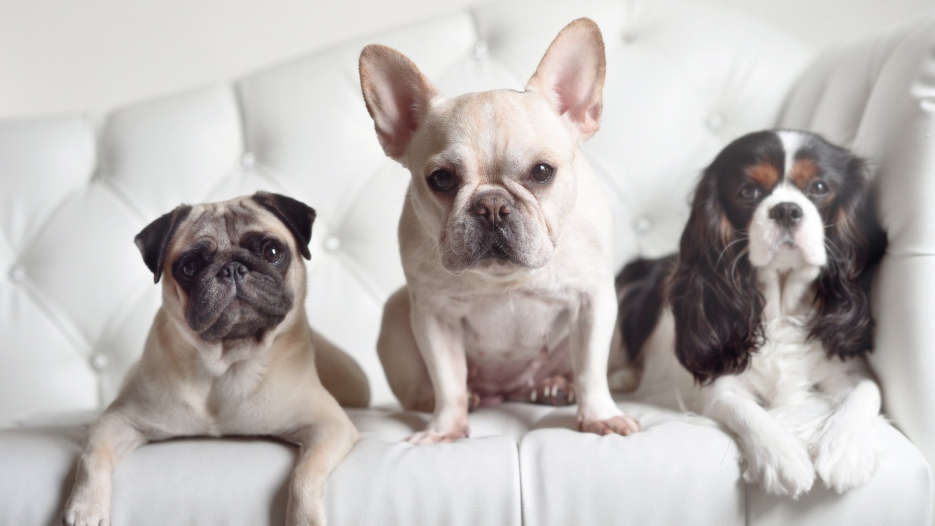 世俱杯直播在线观看免费-亚洲篮球冠军杯季后赛，强队实力碾压对手，亚洲篮球冠军杯季后赛,强队实力碾压对手是谁