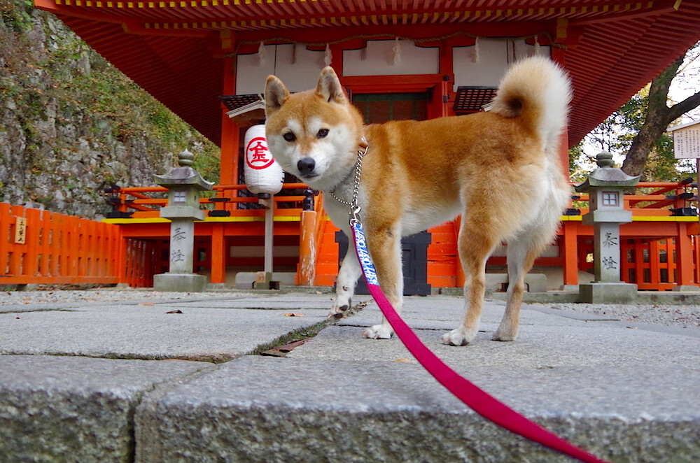 世俱杯网址-中国男篮集训名单公布，新人崭露头角，中国男篮集训队首次人员调整 新闻