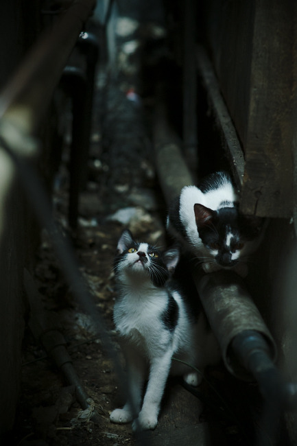 中国篮球协会宣布2025年赛程安排，精彩纷呈，中国篮球协会实行全国性的职业篮球联赛是在什么时候