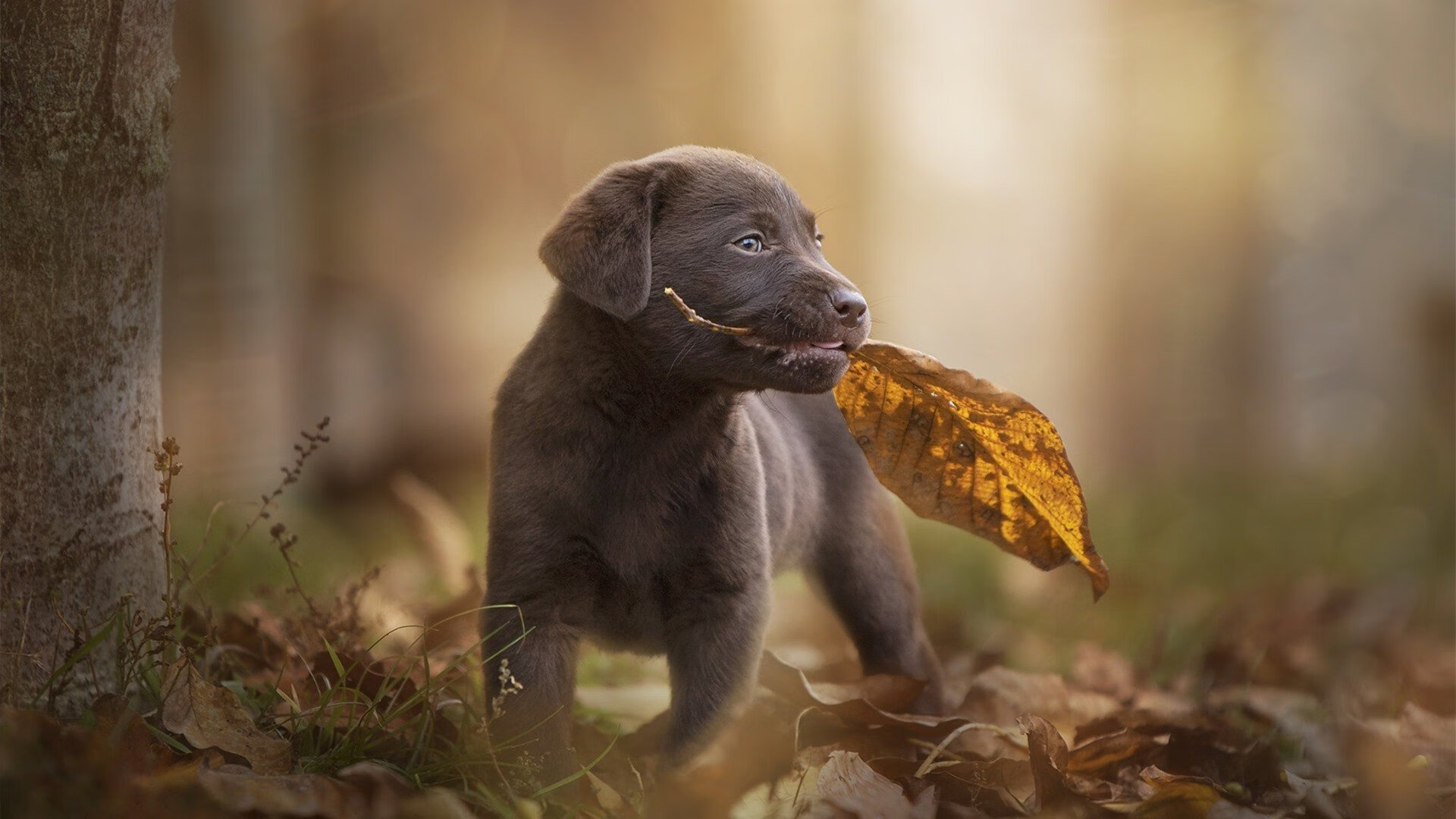 世俱杯比赛视频在线观看-体育媒体联手报道，扩大台球运动影响力，台球提高