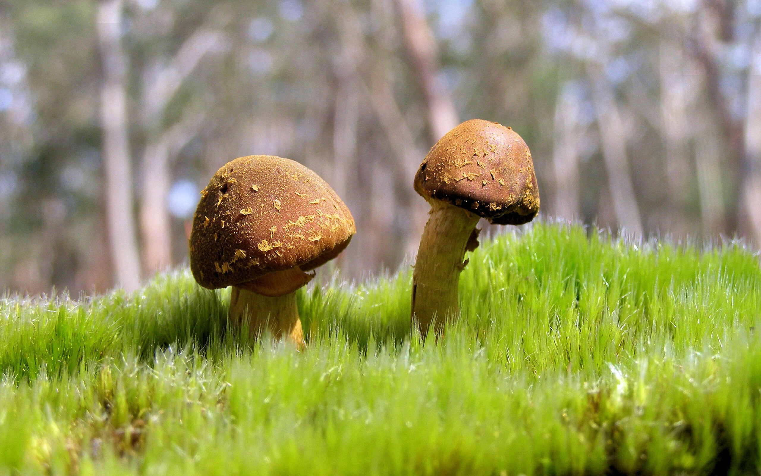 世俱杯官方-太空狼人杀世界总决赛倒计时，推理与谋略争锋