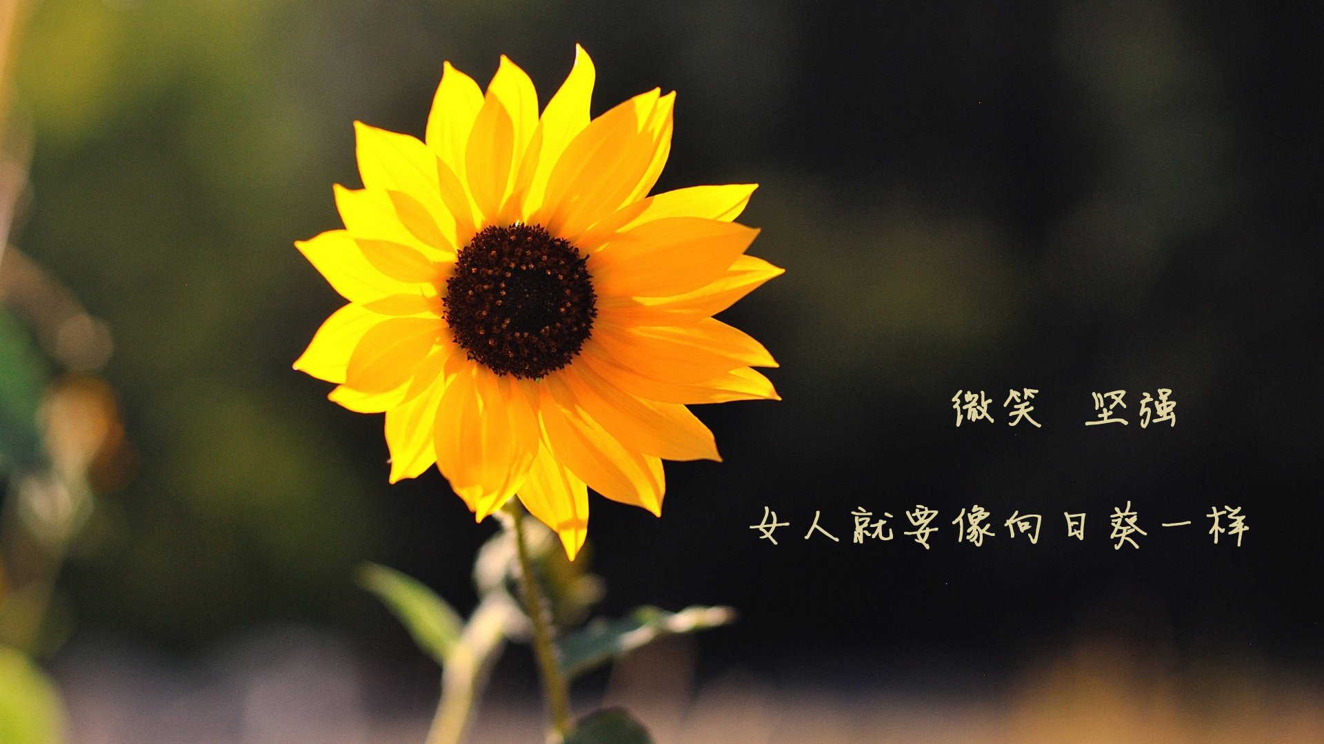 德甲:拜仁连续6场保持零失球,战术执行力爆表,拜仁称霸德甲