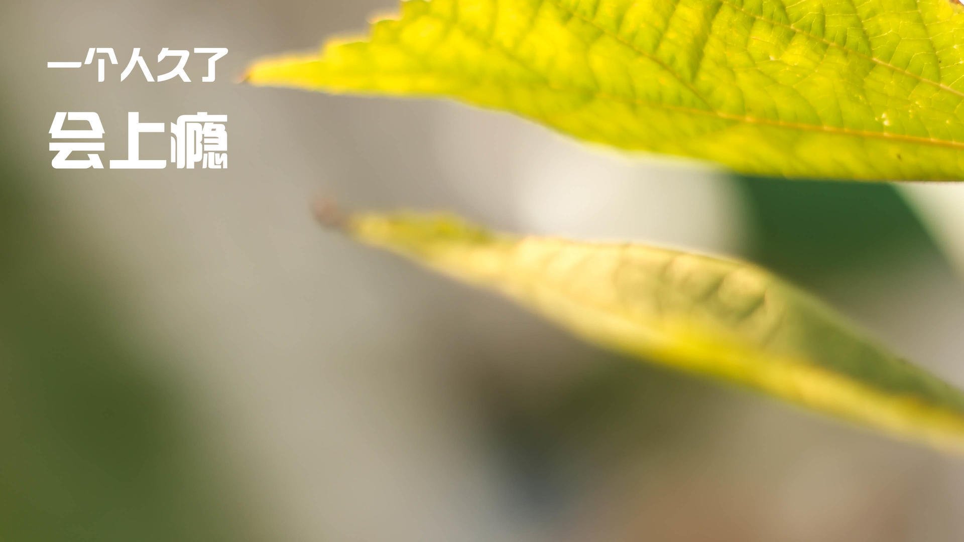 法甲快节奏,教练点评战术变革,法甲介绍