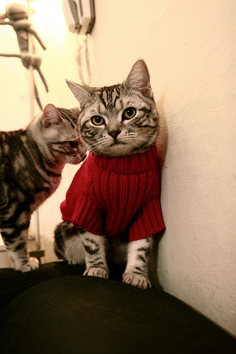 2025世俱杯赛程表-特色冰壶趣味赛，冰上策略与技巧结合，冰壶比赛要点视频