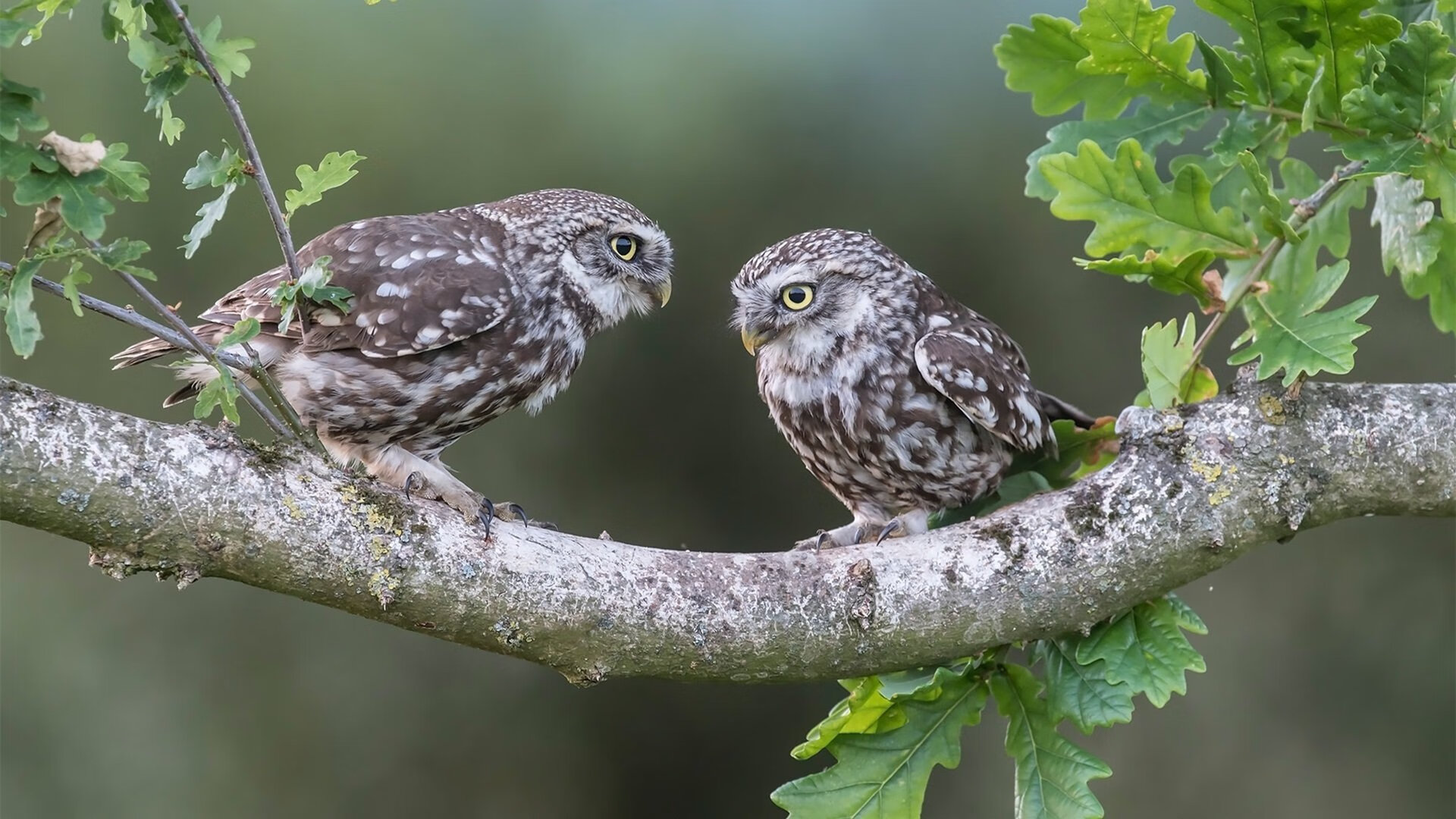 科比：无数经典时刻，永远铭刻在篮球史册！，科比 致敬