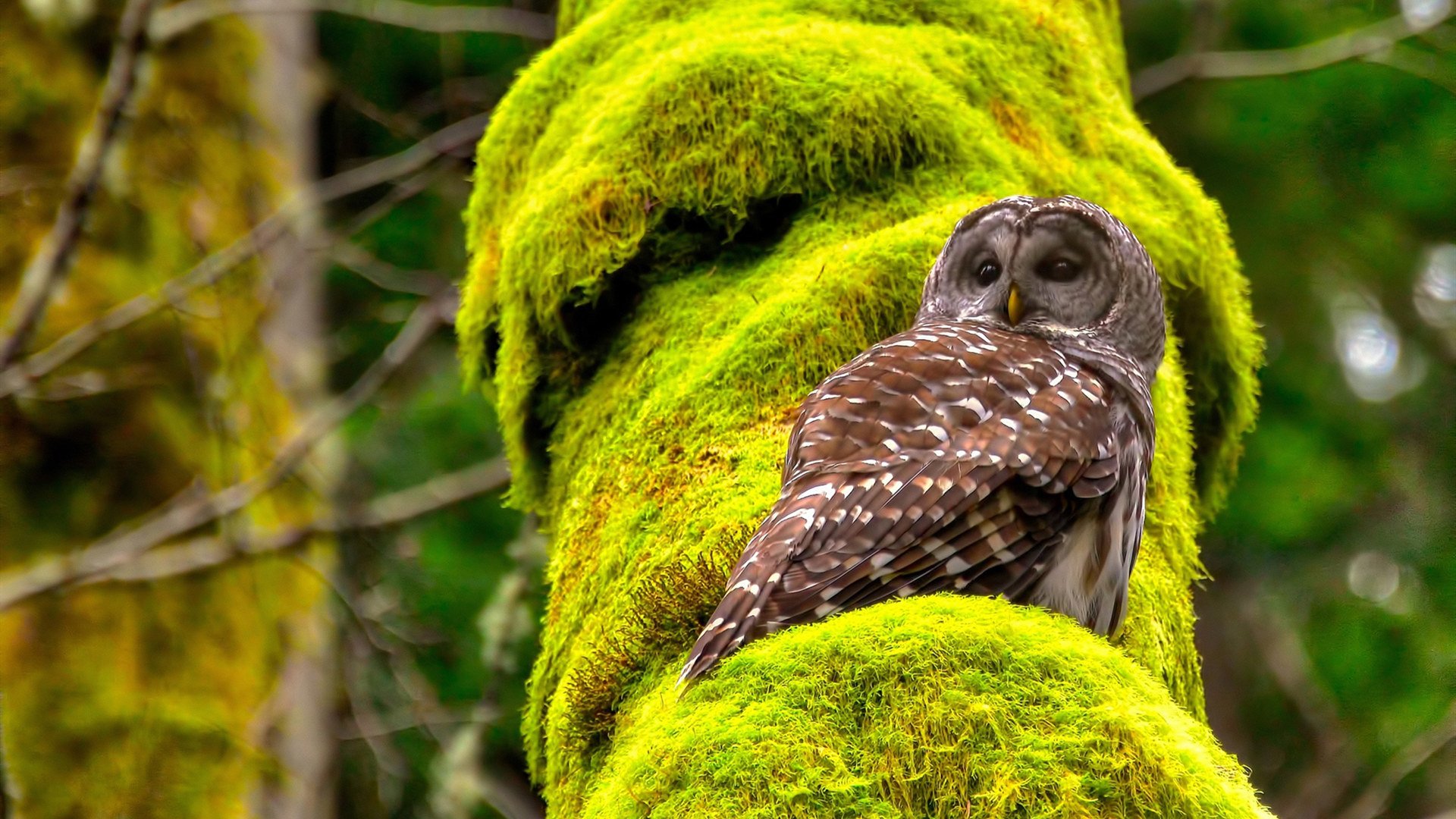 英格兰踢出团队足球，技战术大成熟，英格兰足球队如何