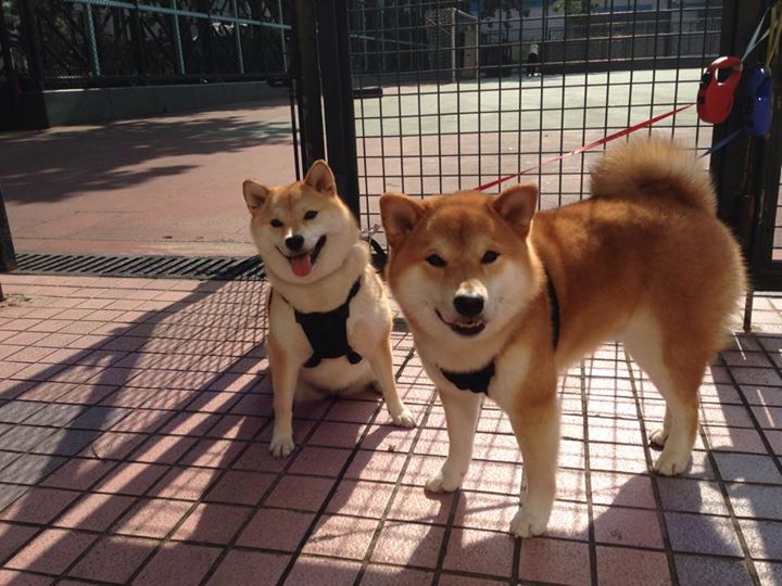 LCK季后赛预测分析,lck季后赛规则2021