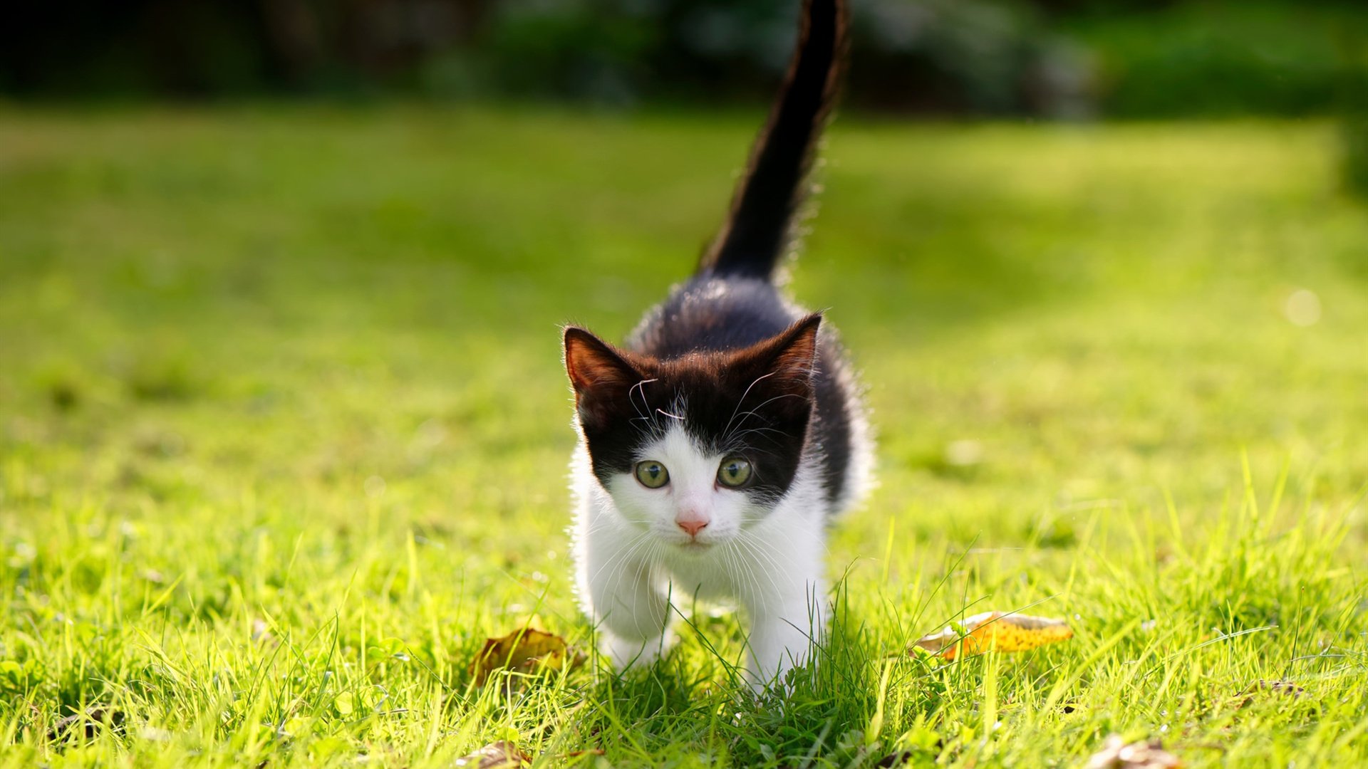 2025世俱杯赛程-全北现代客场战平保持排名，全北现代近期战绩