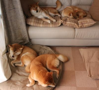 几内亚火力全开唱响胜利之歌,几内亚战况