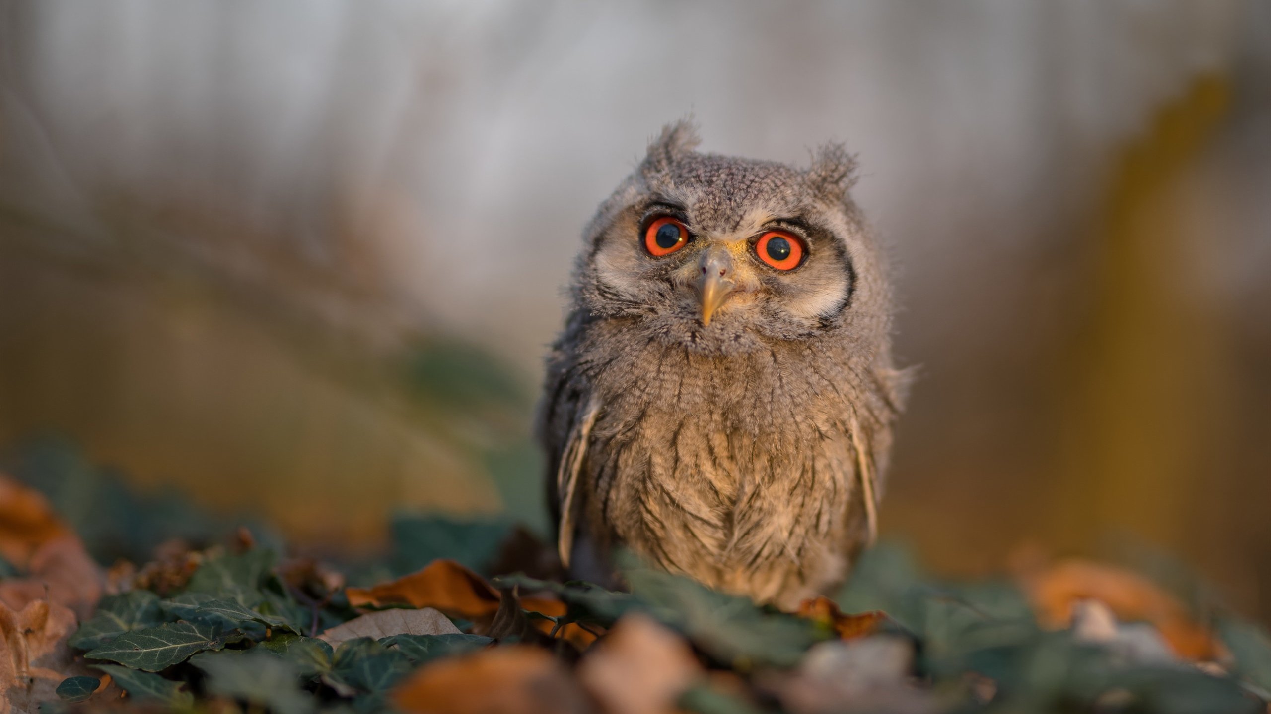 世俱杯赛程-切尔西主场逆转胜曼联，豪取胜利，切尔西主场逆转胜曼联,豪取胜利是哪一年