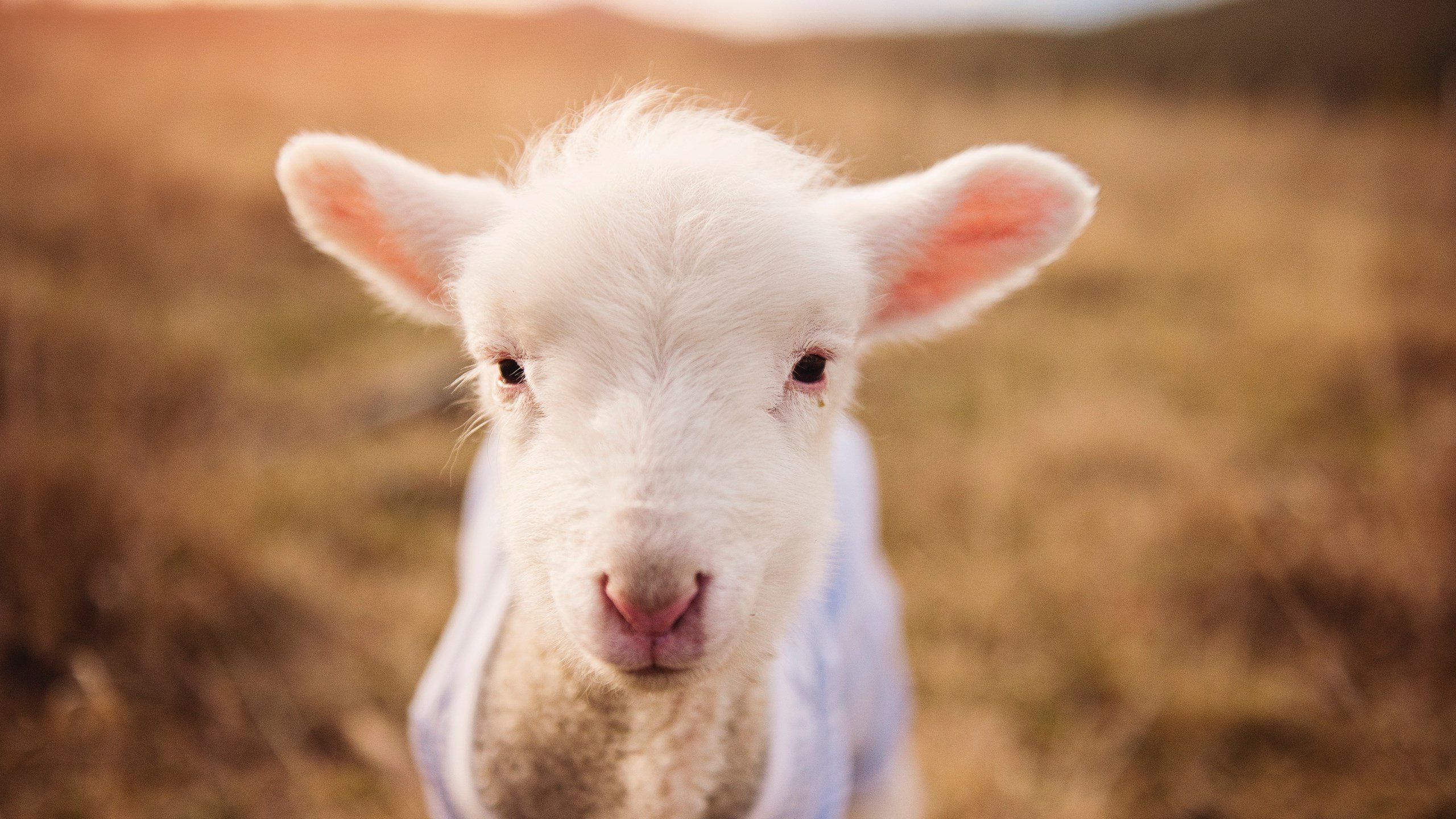 俱乐部冠军杯官网-多特蒙德高居积分榜首，称霸德甲主导地位，多特蒙德德甲第几