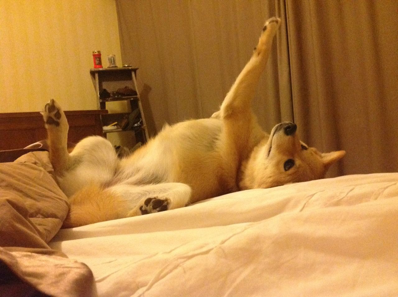 尼斯队球员拉席尔库前往中国参加比赛，拉尔斯尼尔森