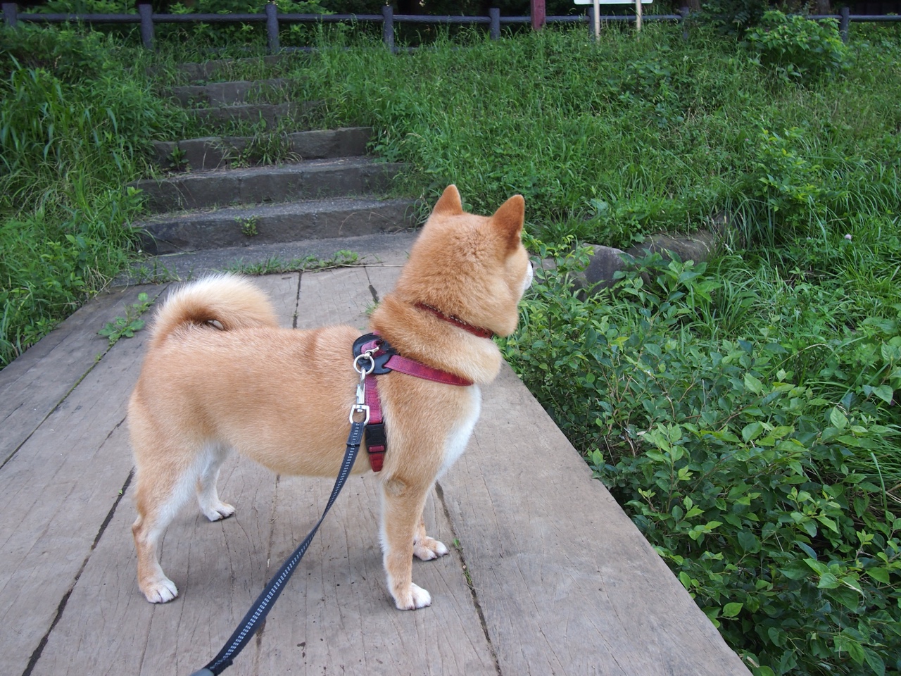 托桑·埃夫布奥姆万在NBA常规赛中首次亮相,埃托奥布冯