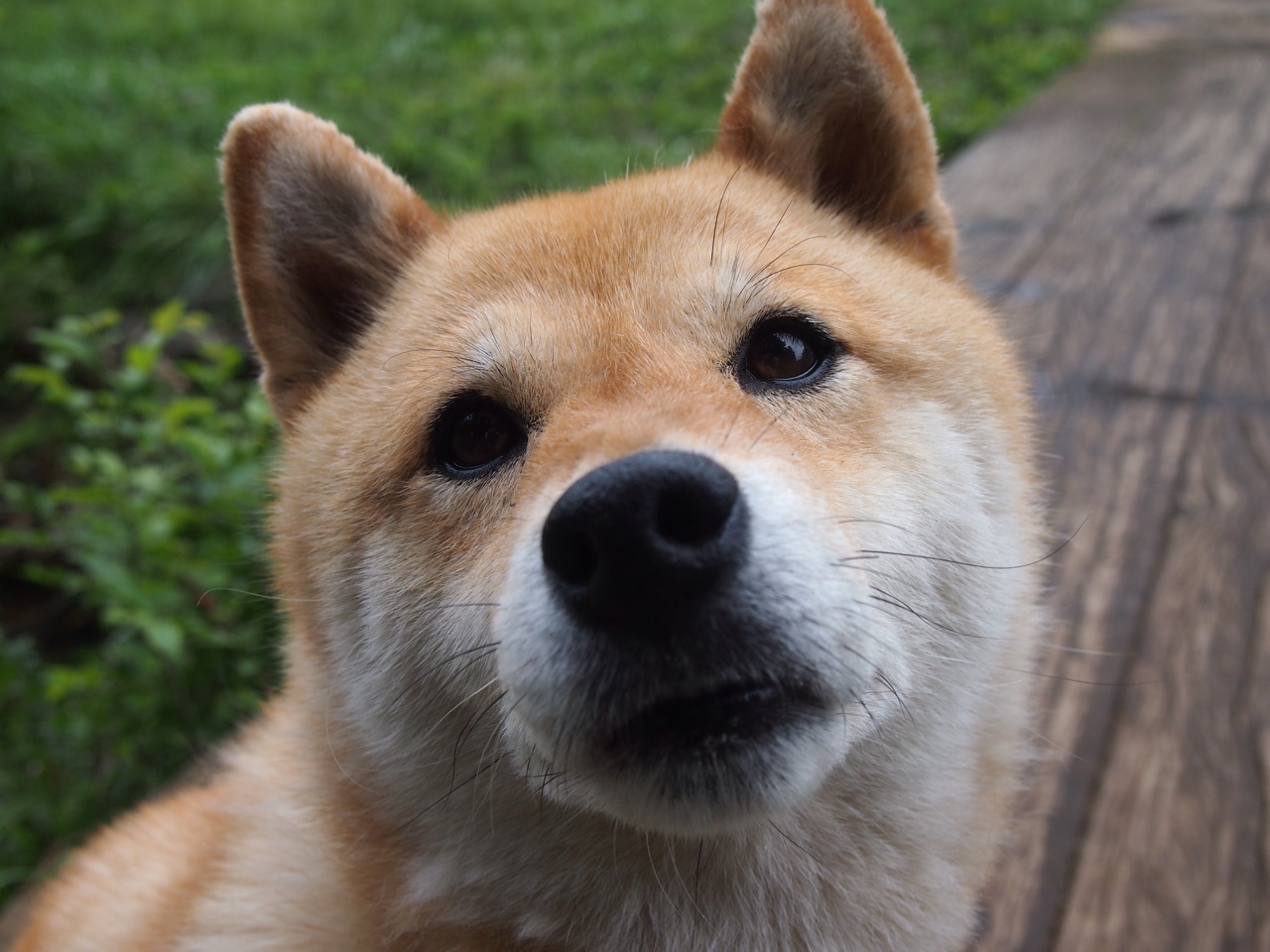 2025世俱杯赛程-荷兰国家队踢进欧洲杯四强，射手梅开二度，荷兰国家队阵容2021欧洲杯