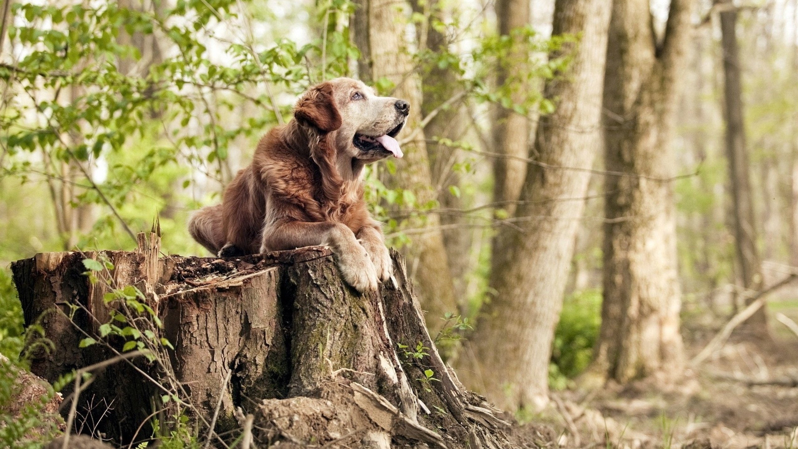 荷兰国家队踢进欧洲杯四强,射手梅开二度,荷兰国家队阵容2021欧洲杯