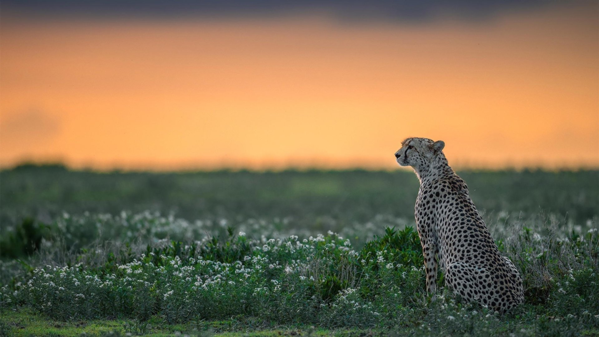 世界青年街头篮球比赛中国团队成功夺冠,街头篮球2020国际大师赛视频