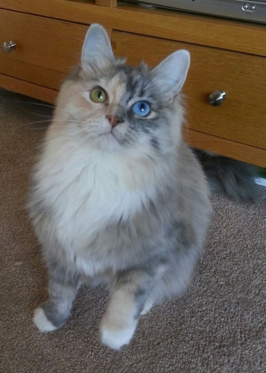 中小学体育课程多样化发展,中小学体育课程开展现状