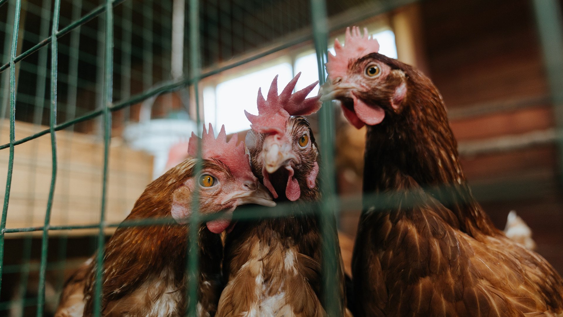 法甲球队通过高强度训练调整比赛中体能分配策略,法甲水平如何