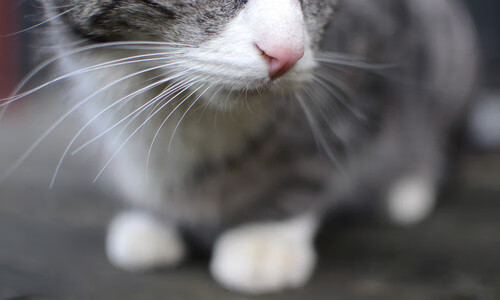 篮球运动员体能恢复训练方法研究,篮球运动员恢复性训练