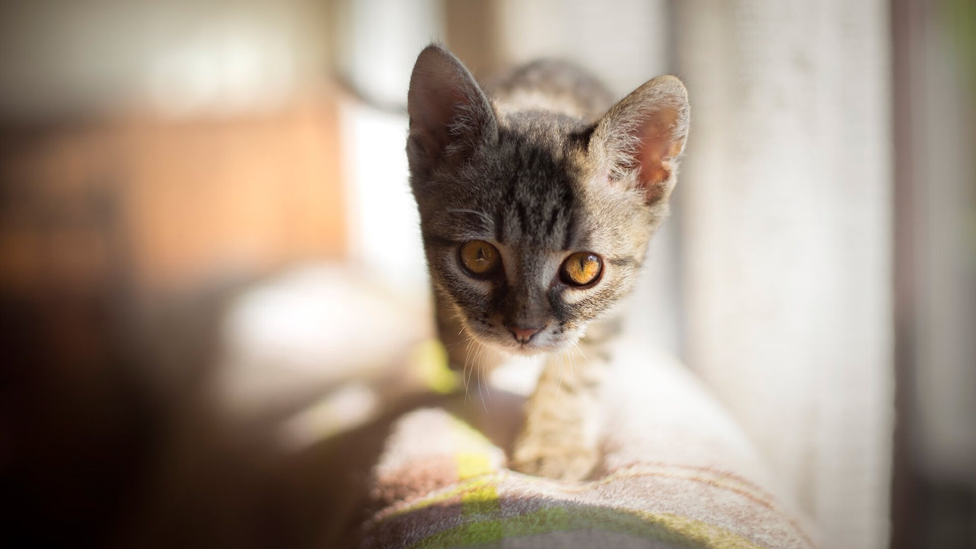 高校体育专业课程体系改革创新研究,高校体育改革发展趋势