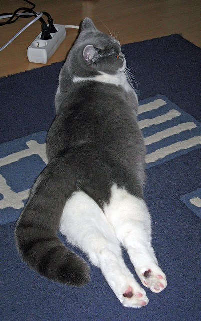 青少年体育运动心理素质测评体系构建,青少年运动员心理训练