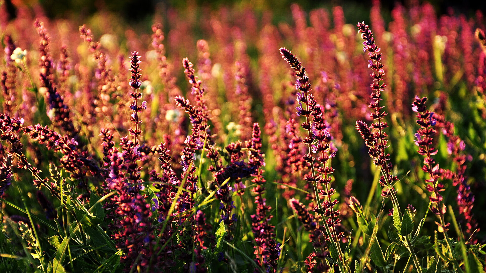 世俱杯赛程-“垒球决战！新都赛场见证极速对抗”