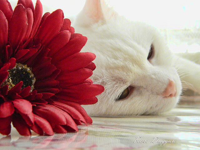 国际体育仲裁机构裁定重要禁赛案件,国际体育仲裁机构裁定重要禁赛案件有哪些